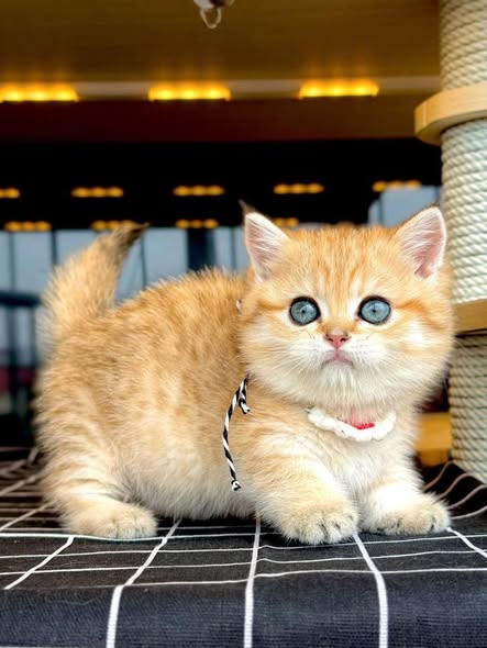 Munchkin