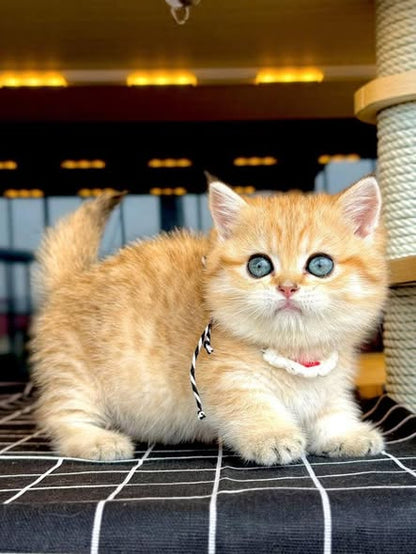 Munchkin