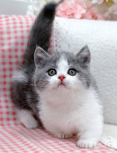 Munchkin