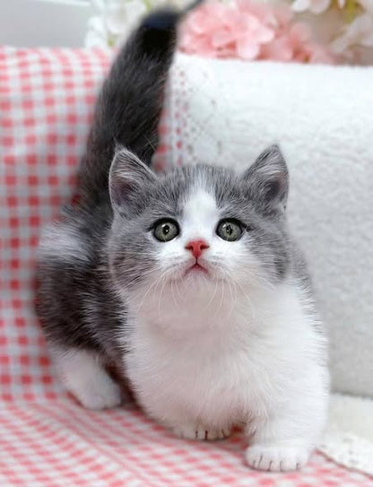 Munchkin