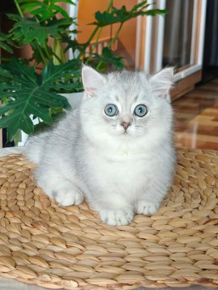 Munchkin