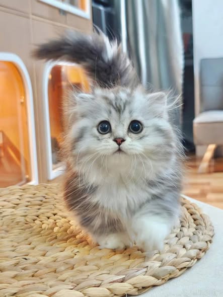 Munchkin Fold Longhair