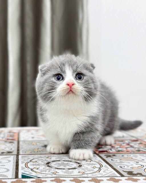 Munchkin Fold