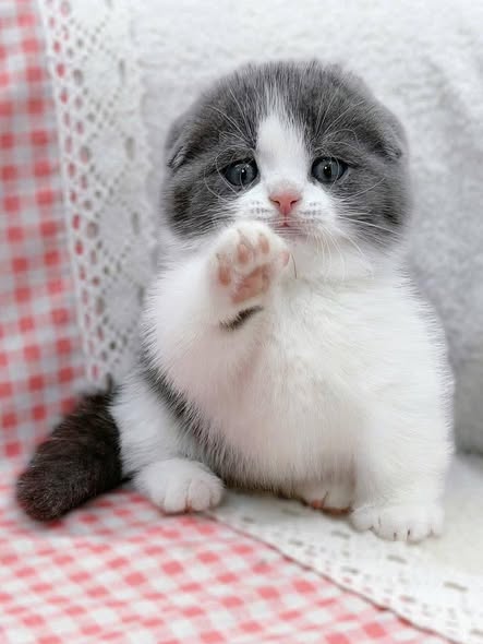 Munchkin Fold
