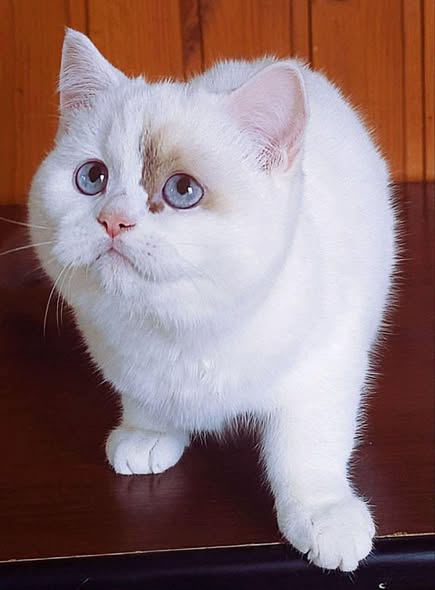 British Shorthair