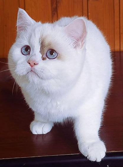 British Shorthair