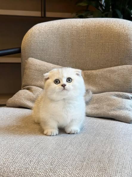 Munchkin Fold
