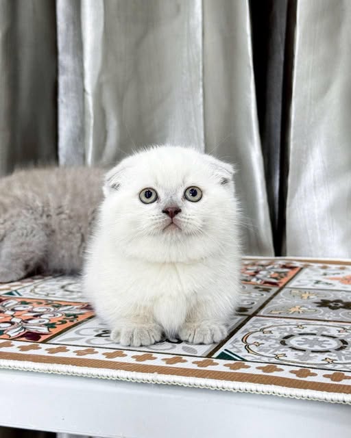 Munchkin Fold