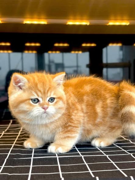 British Shorthair