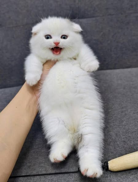Munchkin Fold