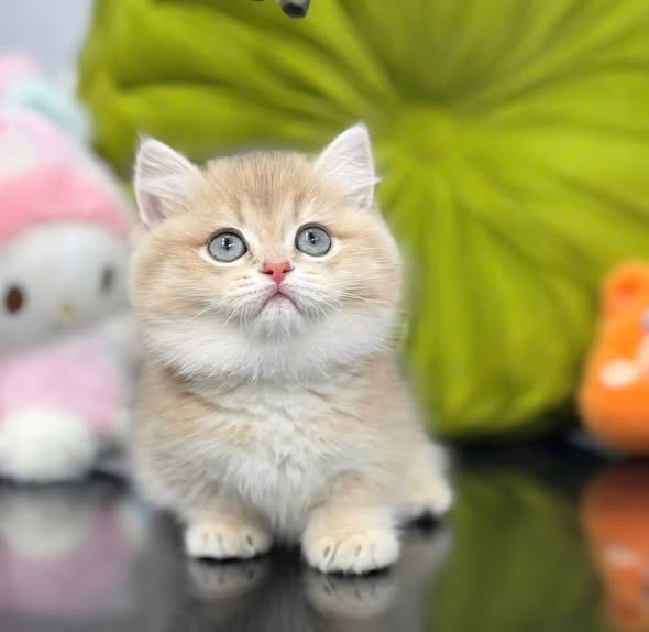 Munchkin