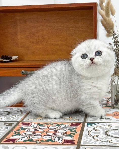 Munchkin Fold