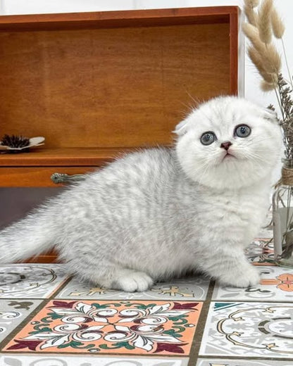 Munchkin Fold