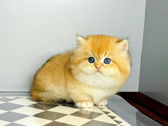 Munchkin Longhair