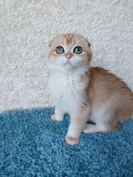 Scottish Fold