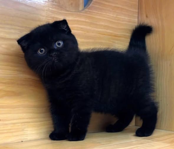 Scottish Fold