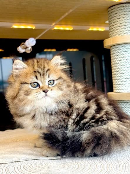 British Shorthair