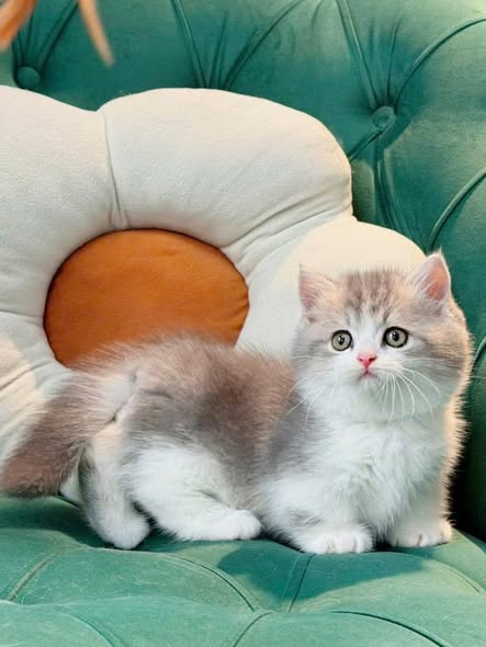 Munchkin