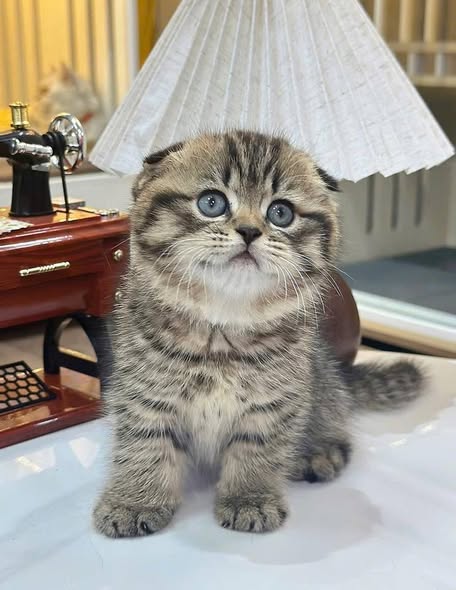 Scottish Fold