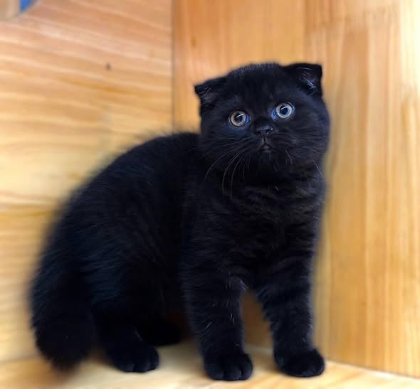 Scottish Fold