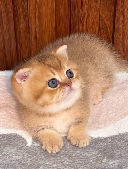 Munchkin Fold