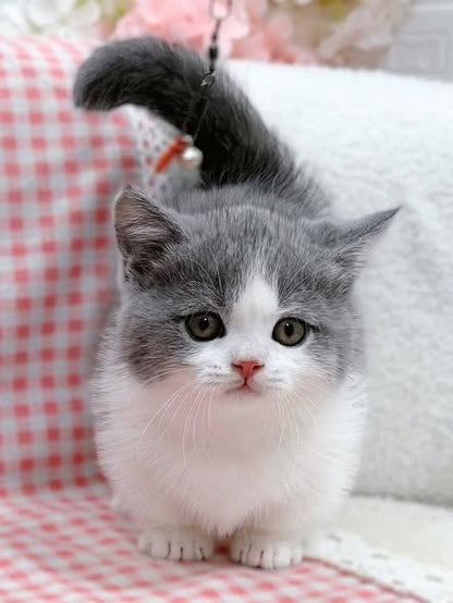 Munchkin