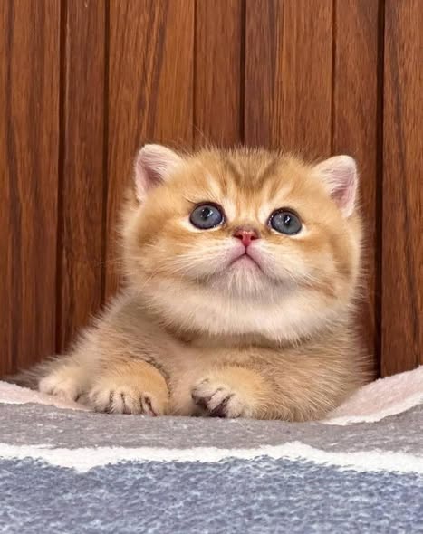Munchkin Fold