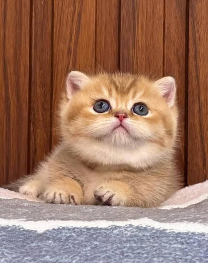 Munchkin Fold