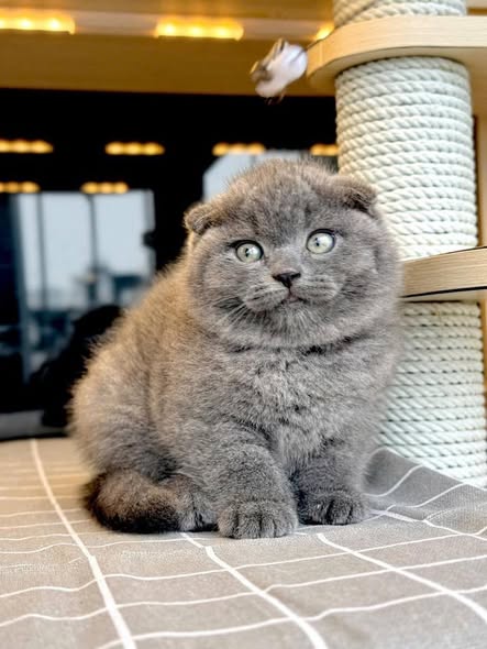 Scottish Fold