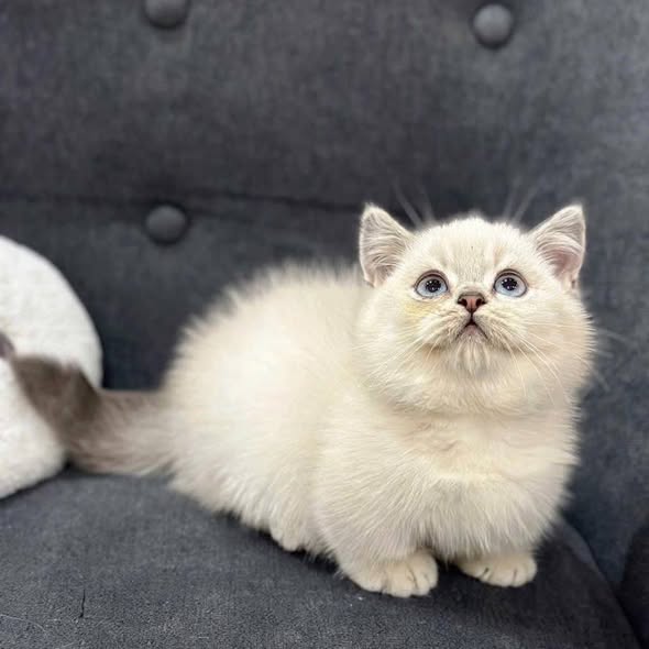 Munchkin