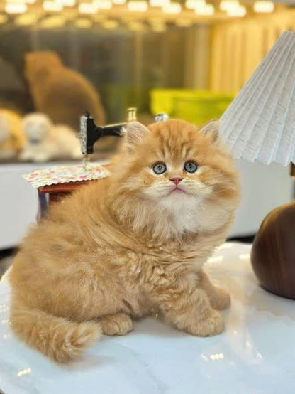 British Longhair