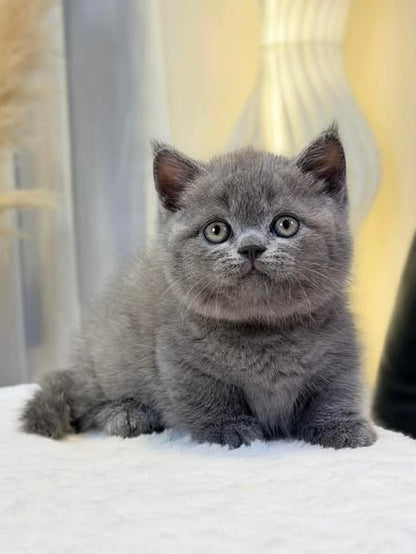 Munchkin