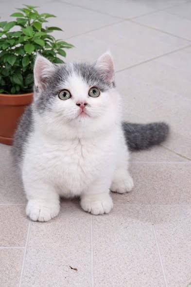 Munchkin