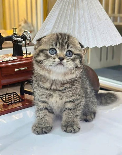 Scottish Fold