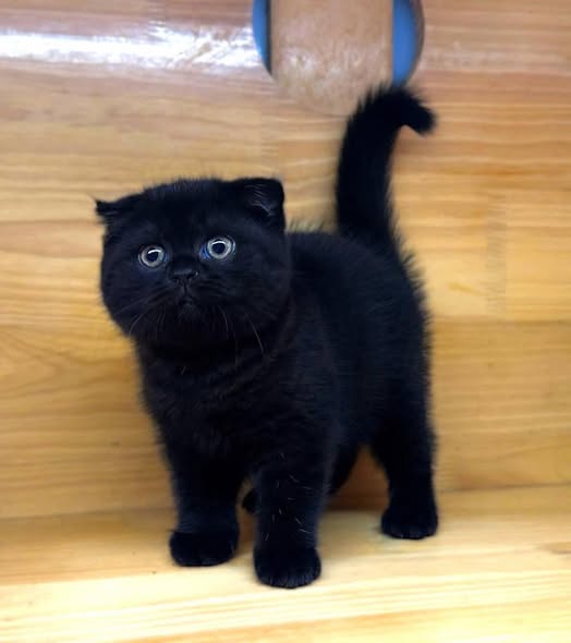 Scottish Fold
