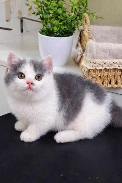 Munchkin