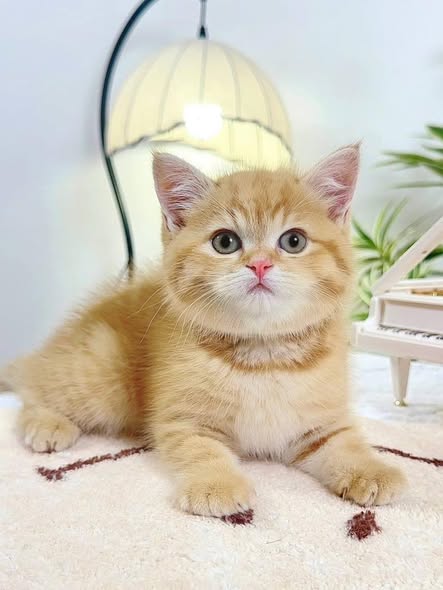 British Shorthair