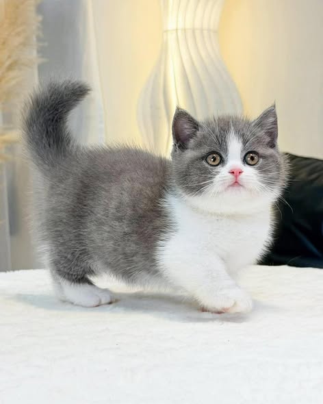 Munchkin