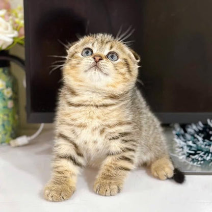 Scottish Fold