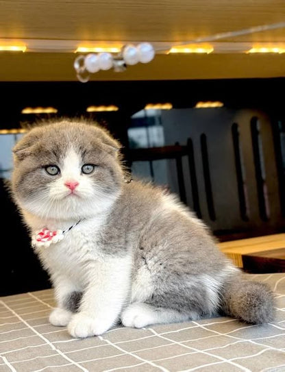 Scottish Fold