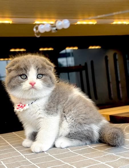 Scottish Fold