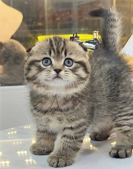 Scottish Fold