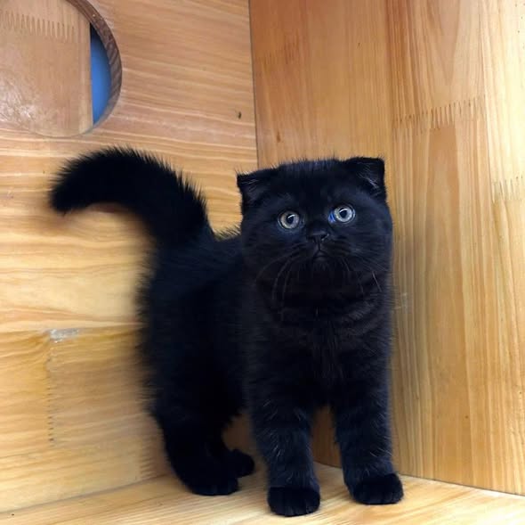 Scottish Fold
