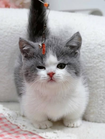 Munchkin