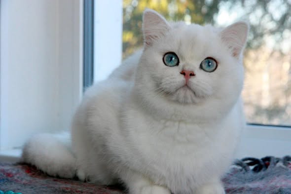 British Shorthair