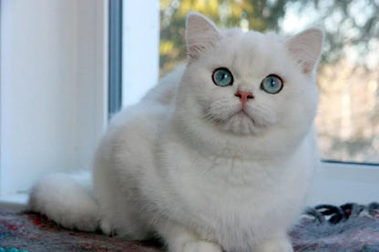 British Shorthair