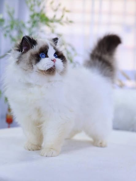 Ragdoll