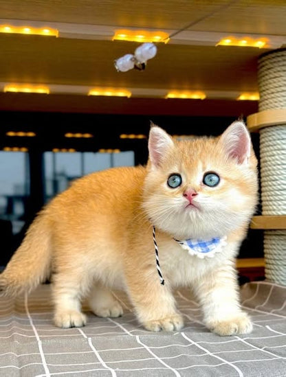 British Shorthair