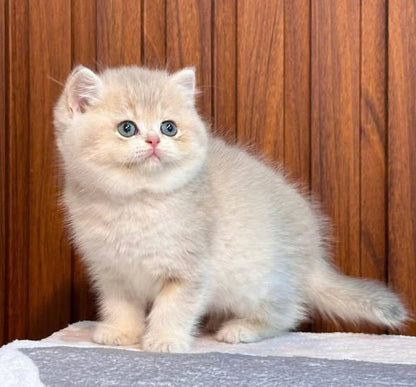 British Shorthair