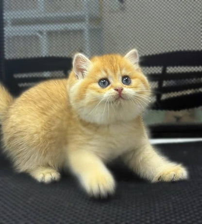 British Shorthair